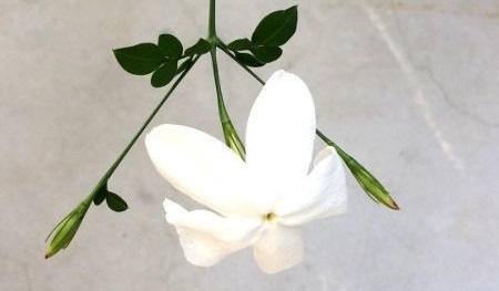 ジャスミンホワイトプリンセスの育て方とお手入れ 剪定 お花をたくさん咲かせる方法は 花とくつろぐ 初心者から手軽に楽しむ花々